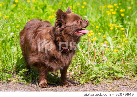 Chihuahua dog in the park Chihuahua dog in the park 92079949