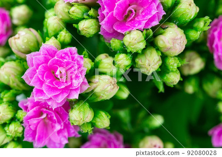 Kalanchoe house plant, close up Kalanchoe house plant, close up 92080028