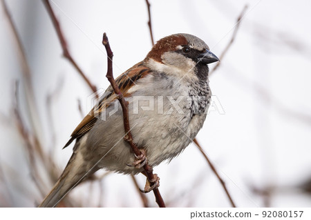 Sparrow on the tree 92080157
