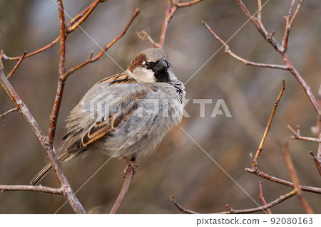 Sparrow on the tree.. Sparrow on the tree.. 92080163