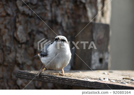 Nuthatch, Sitta europaea Nuthatch, Sitta europaea 92080164