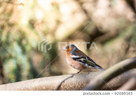 Finch on a branch Finch on a branch 92080165
