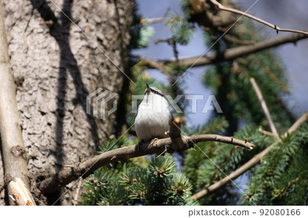 Nuthatch, Sitta europaea Nuthatch, Sitta europaea 92080166