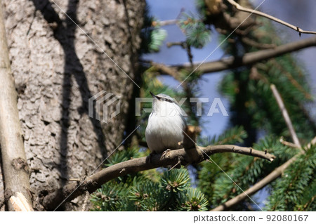 Nuthatch, Sitta europaea Nuthatch, Sitta europaea 92080167