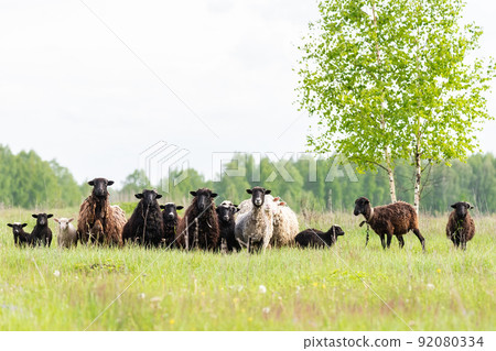 Lambs and sheep green grass Lambs and sheep green grass 92080334