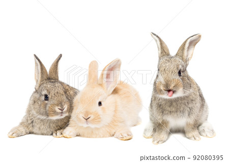 rabbit on white background. 92080395