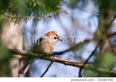 Eurasian Jay (Garrulus glandarius) Eurasian Jay (Garrulus glandarius) 92080590