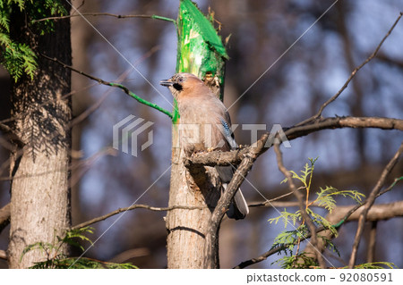 Eurasian Jay (Garrulus glandarius) Eurasian Jay (Garrulus glandarius) 92080591
