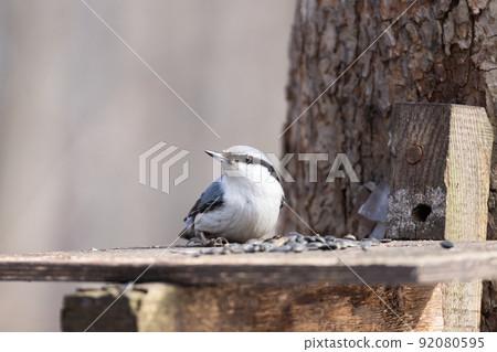 Nuthatch, Sitta europaea, Eurasian nuthatch. 92080595