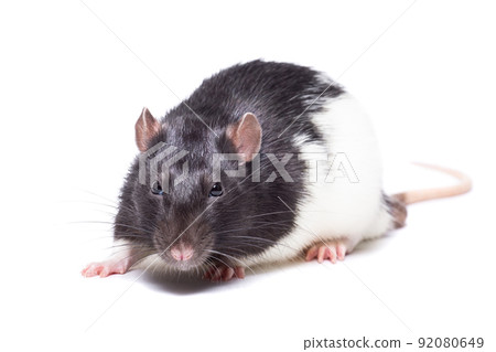 rat isolated on white background rat isolated on white background 92080649