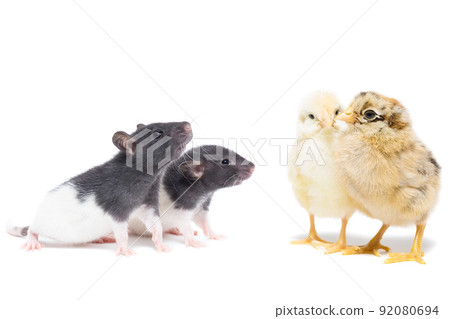 animals on white background 92080694