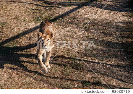 Lioness on the grass 92080719