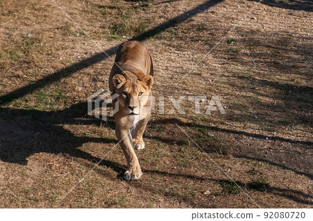 Lioness on the grass Lioness on the grass 92080720