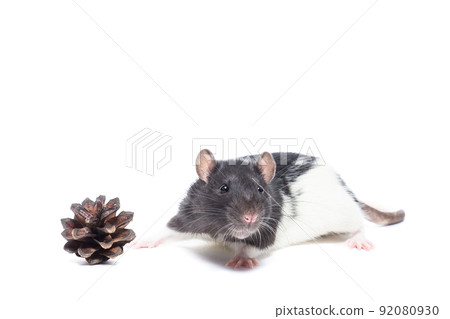 rat on white background rat on white background 92080930