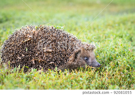 hedgehog on the grass 92081055