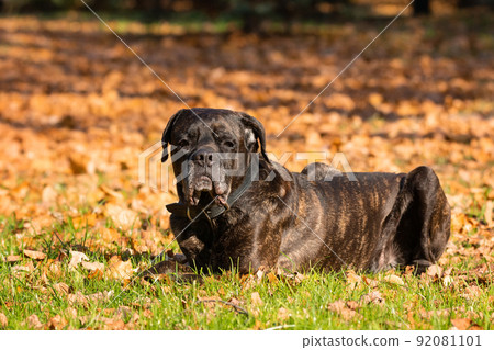 dog cane Corso dog cane Corso 92081101
