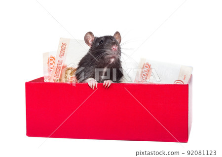 Rat with money Rat with money 92081123