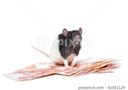 Rat with money Rat with money 92081124