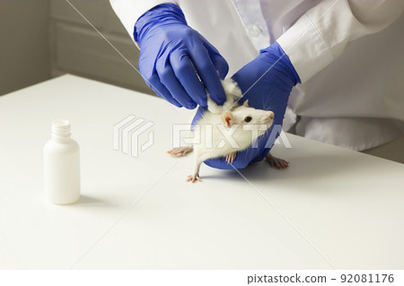 Scientist (chemist,technologist) tests a new product (medicine,remedy), applying it on the skin (fur) of white lab rat (hamsters) with cotton wool. White bottle is beside. Horizontal plane, copy space Scientist (chemist,technologist) tests a new product (medicine,remedy), applying it on the skin (fur) of white lab rat (hamsters) with cotton wool. White bottle is beside. Horizontal plane, copy space 92081176