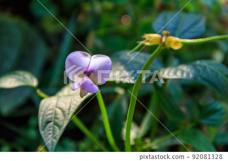 Beautiful purple cowpea (Vigna unguiculata) flower blooming in the garden Beautiful purple cowpea (Vigna unguiculata) flower blooming in the garden 92081328