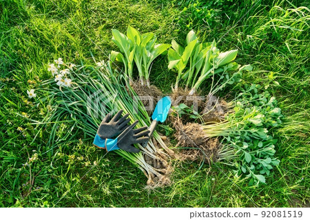 Spring season, planting division of plant bushes. 92081519