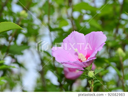 Pink Moogue Flower 92082983