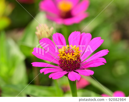 Pink zinnia flowers 92082984