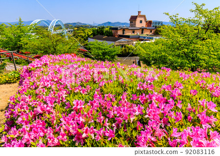 Azaleas in Saikaibashi Park [Saikai City, Nagasaki Prefecture] 92083116