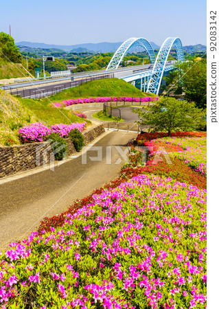 Azaleas in Saikaibashi Park [Saikai City, Nagasaki Prefecture] 92083142
