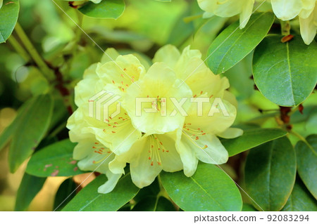 Rhododendron flower Huangshan crest 92083294