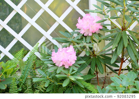 Rhododendron flower 92083295