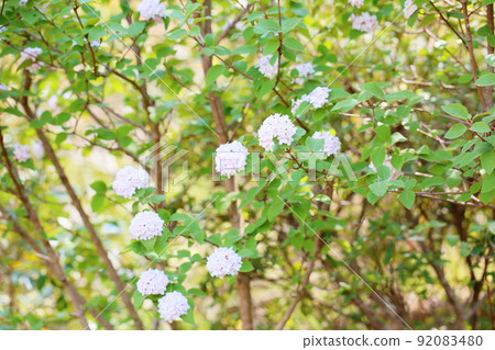Bivernum花戴安娜 Bivernum花戴安娜 92083480