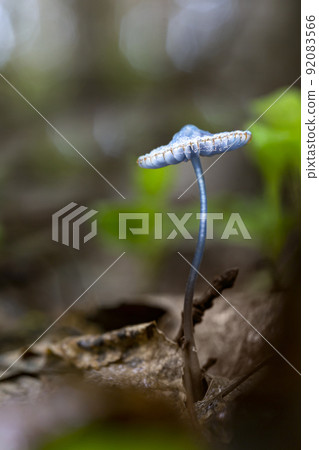 Toadstool mushroom. Hallucinogenic mushroom grows in the forest. Toadstool mushroom. Hallucinogenic mushroom grows in the forest. 92083566