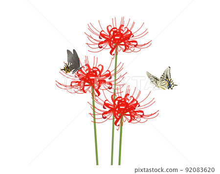 Cluster amaryllis and swallowtail butterflies Cluster amaryllis and swallowtail butterflies 92083620