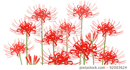 Cluster of cluster amaryllis Cluster of cluster amaryllis 92083624
