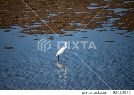 EOS5D. Yamaguchi Iwakuni, Egret water mirror. 92083975
