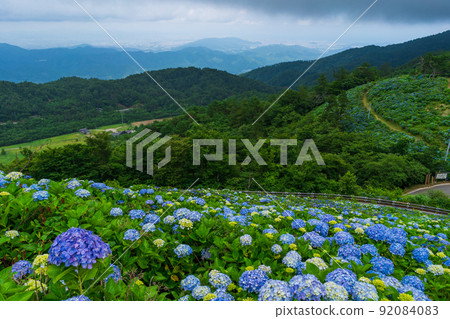 繡球花組島島縣小川原高原 繡球花組島島縣小川原高原 92084083