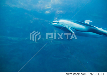 大阪海遊館太平洋白海豚 大阪海遊館太平洋白海豚 92084111