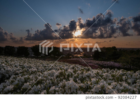 杜鵑花盛開的大乘寺九靈公園的夜景 92084227