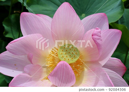 夏日,神秘綻放的男鹿羽須花,漫步療愈荷塘,公園風景,古河 夏日,神秘綻放的男鹿羽須花,漫步療愈荷塘,公園風景,古河 92084306