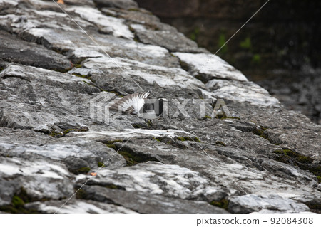 EOS5D. Yamaguchi Iwakuni, the wings of the black-backed wagtail. 92084308
