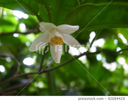 花柚子花 92084428