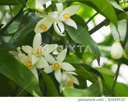 花柚子花 花柚子花 92084430
