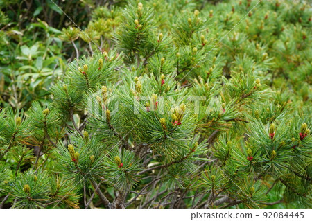 Hachimantai in summer is a flower garden high pine 92084445