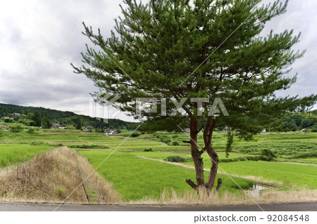 松樹和初夏鄉村景觀 92084548