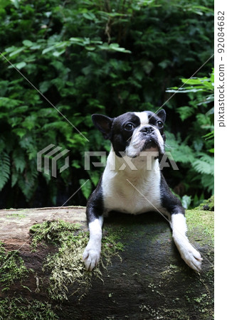 Mighty Boston Terrier looking up at the forest on a log on the promenade along the Yadotani River that flows through the forest of Yuzu no Sato Moroyama Town 92084682