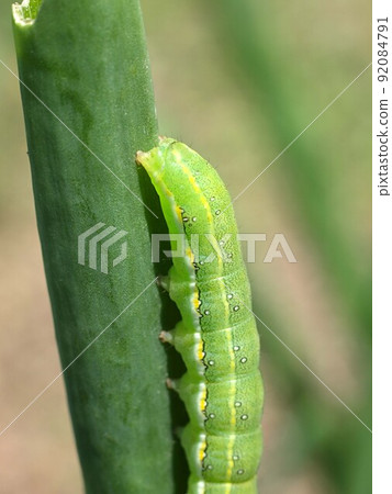 Sarcopolia illova 幼蟲以大蔥葉為食 Sarcopolia illova 幼蟲以大蔥葉為食 92084791