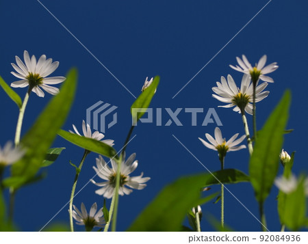Blue sky and white savatier flowers Blue sky and white savatier flowers 92084936