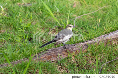 EOS5D. Hiroshima city, new species, after all Hakusekirei. 92085050