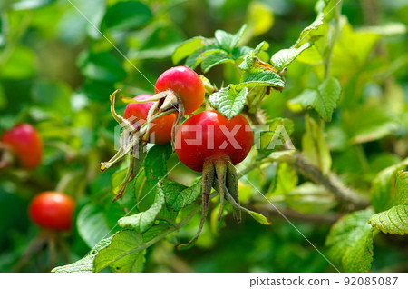 Hamanasu fruit Hamanasu fruit 92085087